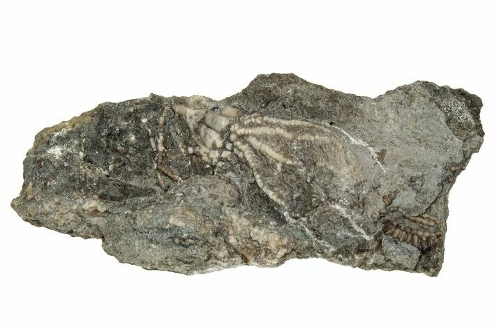 Fossil Crinoid (Dichocrinus) Crown - Gilmore City, Iowa #327304